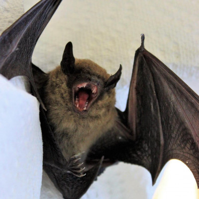 A Prairie Home Companion: Halloween, 1999